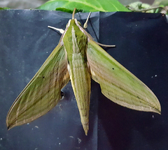 Cechetra lineosa