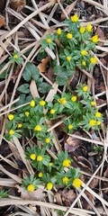 Eranthis