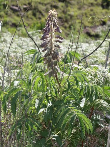 Melianthus villosus (Melianthus villosus)