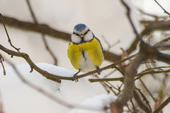 Cyanistes caeruleus