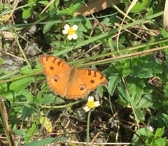 Junonia almana
