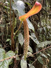 Anthurium oxybelium