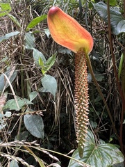 Anthurium oxybelium