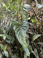 Anthurium oxybelium
