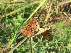 Acraea terpsicore