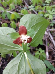 Trillium