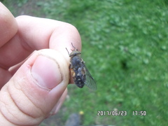 Hybomitra bimaculata