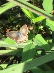 Luthrodes pandava