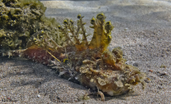 Inimicus filamentosus