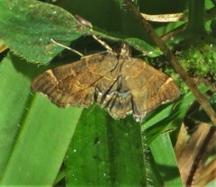 Hymenia perspectalis