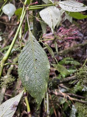 Stenostephanus