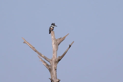 Belted Kingfisher photographed in Mississippi