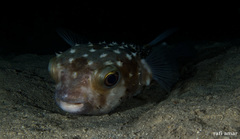 Cyclichthys spilostylus