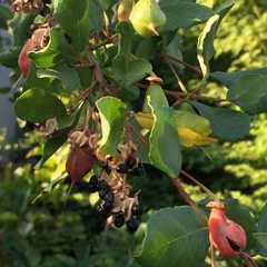 Crinodendron patagua