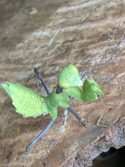 Dystacta
