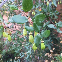 Crinodendron patagua