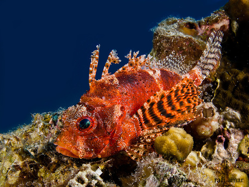 Red Sea Dwarf Lionfish