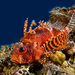 Red Sea Dwarf Lionfish - Photo (c) Rafi Amar, some rights reserved (CC BY-NC), uploaded by Rafi Amar