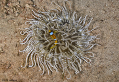 Heteractis