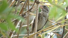 Pheucticus ludovicianus