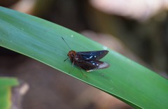 Lepidoptera
