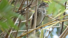 Pheucticus ludovicianus