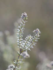 Erica tetralix