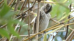 Pheucticus ludovicianus