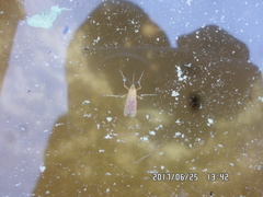 Aedes flavescens