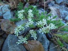 Sedum gracile