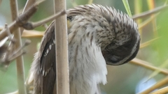 Pheucticus ludovicianus