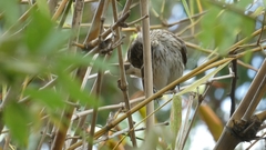 Pheucticus ludovicianus