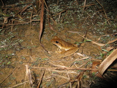 Boana raniceps