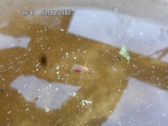 Aedes flavescens