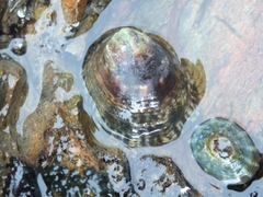 Siphonaria lessonii
