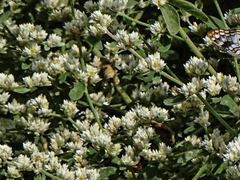 Alternanthera halimifolia