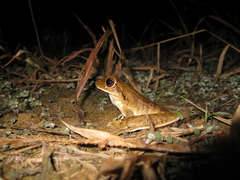 Boana raniceps