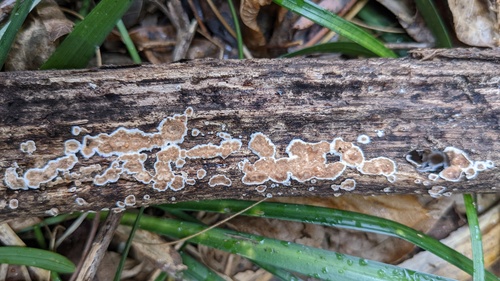 Peniophora albobadia