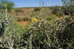 Osteospermum spinescens