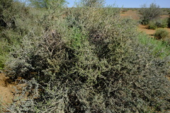 Osteospermum spinescens