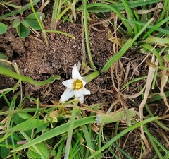 Romulea columnae