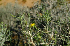Osteospermum spinescens
