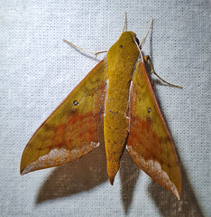 Rhagastis olivacea