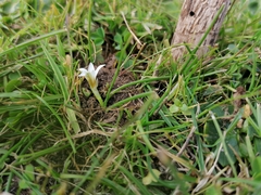 Romulea columnae