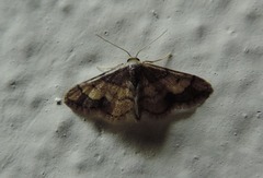 Idaea