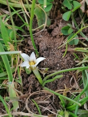 Romulea columnae