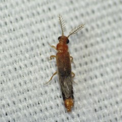 Distremocephalus opaculus