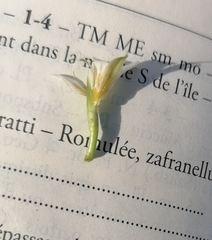 Romulea columnae