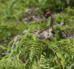Prinia hypoxantha