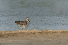 Limnodromus scolopaceus